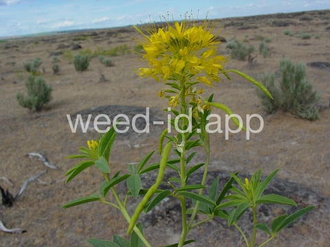 beeplant, yellow